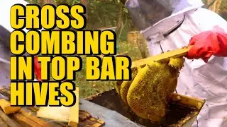Easy Way To Fix Cross Combing In Top Bar Hives - Learn With Us