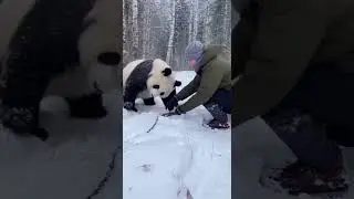 Душераздирающее спасение: панда попала в ловушку!