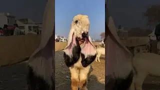 Sargodha kajla breed #sheep #sheepfarming #2024 #2025 #qurbanicollection #lahore #multan #malir