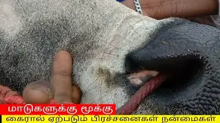 மாடுகளுக்கு மூக்கு கயிறு எதற்கு ????
