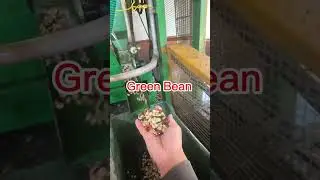 Coffee processing Part I. Fresh cherry to green bean. #coffee #processing #fresh #cherry #greenbean