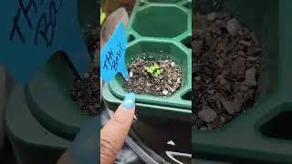 let's start  seeds #globalgardencommunity #tom #tomato #pepper