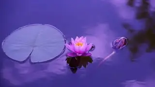 Mesmerising Relax Musical - stress free music - meditation music