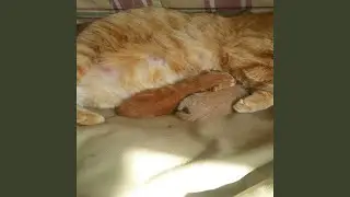 Hoy el Amor