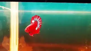 Betta Red Fancy 