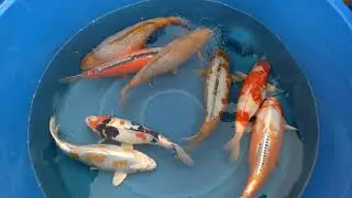 Yoshikigoi Chocim . #koi #fishing #koipond