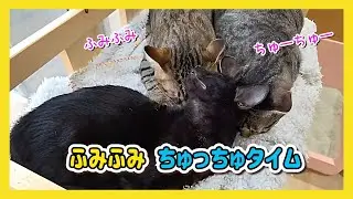 🔴【にこりら】サンルームからランチライブ🌞