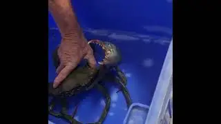 This mudcrab bite almost took my finger off #australia #fishing