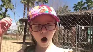 I Spy at the Zoo