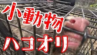 【ハクビシン】小動物箱檻【アライグマ】