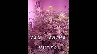 End Week 2 bloom. Made adjustments &lrm;⁨@AlienHydro⁩&nbsp; &lrm;⁨@Blackdogled⁩&nbsp; #cannabiscommunity #hydroponics