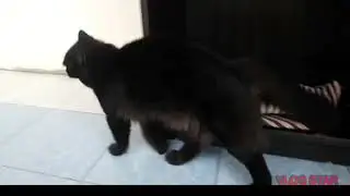 Kucing Parsi Hitam Liar