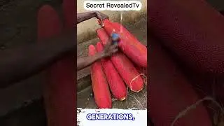 Deep in the tropical forests of Papua, there grows a rare treasure called the Red Fruit  #shorts
