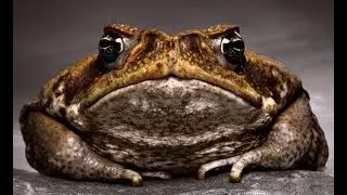 Monster Frog