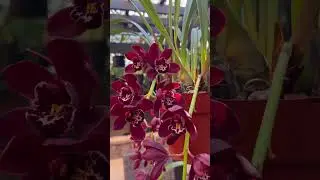 Cym. Ruby Eyes &lsquo;Red Baron&rsquo; 4N. January 28, 2026. Cymbidium, dendrobium, cattleya, orchid, hoa lan