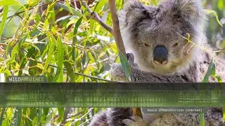 Koala Sound & Call. The scary sounds of a koala calling in the Australian bush at night.