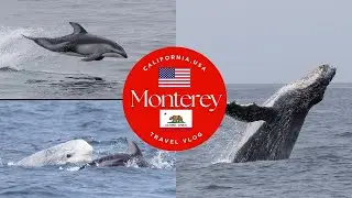 48 HOURS IN MONTEREY BAY | WHALE WATCHING | PACIFIC WHITE SIDED DOLPHIN | RISSO'S DOLPHIN