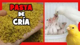 Как сделать пасту для канарейки 🐤