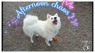 Dog's afternoon chaos #dog #doglover #funnypets