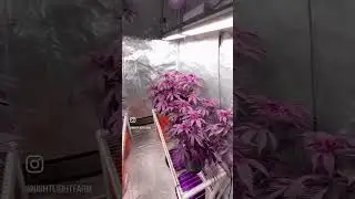 Pheno Hunting