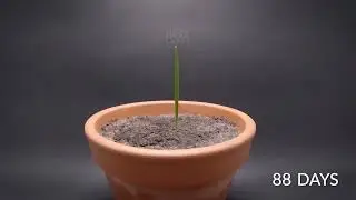 Grow date palm in 25 days