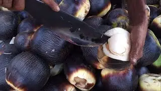 Girl Tender palm cutting and eating from toddy palm plant in Cambodia | how to peel the palm fruit