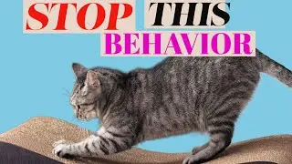 How to Prevent Your Cat from Scratching the Carpet and What to Do Instead
