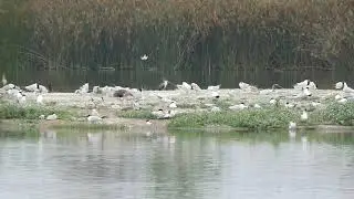 Caspian Tern Island