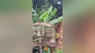 COLEIRO TUI TUI ZERO ZERO ZERO 