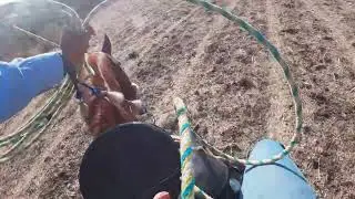 LAZANDO GANADO EN CAMPO A CABALLO🐴🤠🐮