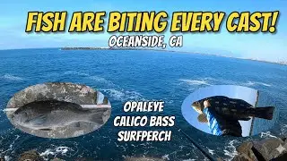 Using Peas (& fish eyeball) for Calico Bass, Opaleye, Surfperch & more