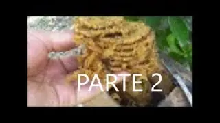 DIVISÃO DE JATAI  COM PRINCESA JÁ ADULTA E NO FINAL REVOADA DA PRINCESA PARTE 2 / 2