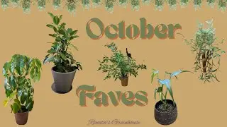October faves in my collection