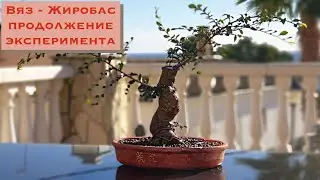 Бонсай вяз Жиробас - жизнь после разделения! Вяз мелколистный или китайский (Ulmus parvifolia).