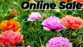 Table rose plants.. Online Sale... Moss rose.. Portulaca.. 10 clock plant..