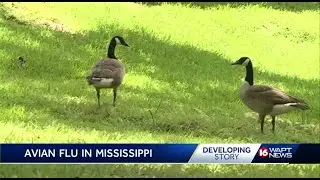 Hunters warned to be on lookout for bird flu