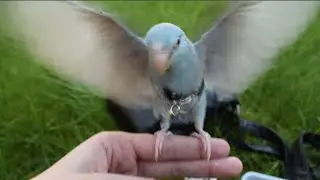 Slow Motion Outdoor Recall