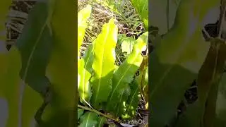 Daytime Burmese Python Capture - Florida Everglades