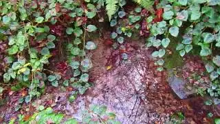 The Water Garden in Goddess Permaculture