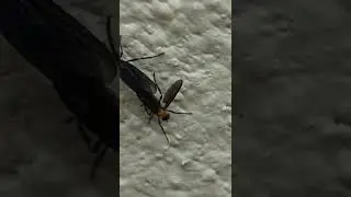 LoveBugs #bugs #shorts