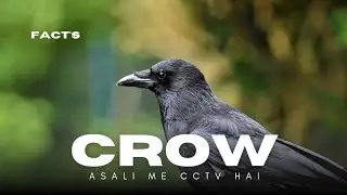 Crow Sirf Bird Nahi&hellip; Chalti Phirti Intelligence Agency Hai! 🧠🐦#facts #crow #mtoonsland 