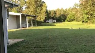 Goanna vs Plovers and Curlews Footages | Unexpected Wildlife Battle in Australia