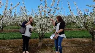 Cherryhill Orchard's Blossom Festival 2019 - Melbourne Victoria