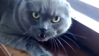 CHAT EN COLERE