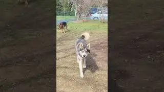 Husky Likes To Strut #husky #dog #boss