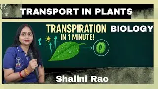Plant physiology I Transport in plants I NCERT Class11th Botany I water loss in plants I Stomata I
