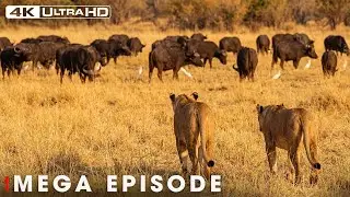 Savage Kingdom: Survival in the Predator's Territory  | Nature Animal Documentary