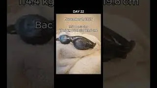 Day 22 &ndash; September 8 | 118kg to 72kg Progress Log #fitnessjourney #progress #english #swimming