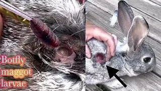 Botfly larva removed from rabbit || Rabbit 🐇 rescued
