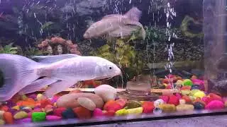 Platinum long tail koi